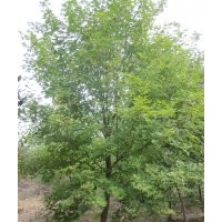 元寶楓價(jià)格，南京元寶楓，元寶楓樹價(jià)格報(bào)價(jià)