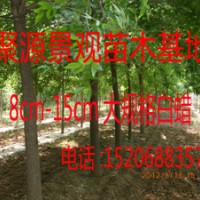 速生白臘 國槐 速生柳 合歡 法桐 臭椿 刺槐 棗樹 榆樹