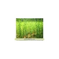 供應(yīng)速生柳 河北速生柳 保定速生柳 柳樹基地