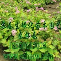 供應(yīng)繡線菊，劍麻，草坪，連翹，玉蘭，櫻花，刺松，黃楊