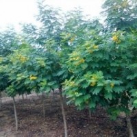 廣東苗木黃花槐-低價(jià)黃花槐-黃花槐批發(fā)