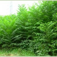 香椿苗銷(xiāo)售
