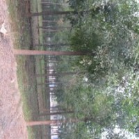 國槐 9公分國槐價(jià)格 10公分國槐基地