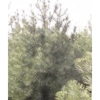供應(yīng)雪松，法桐，蜀檜，側(cè)柏，欒樹(shù)(圖)