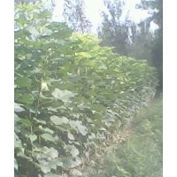 楸樹，欒樹，合歡，大葉女貞，梓樹小苗