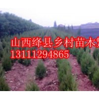 山西苗圃檜柏價格檜柏哪里有檜柏圖片塔柏價格