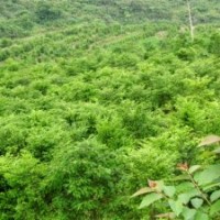 南方紅豆杉
