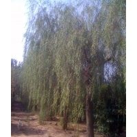 垂柳基地；現(xiàn)有18-25垂柳需要出售