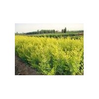 供應(yīng)刺柏，蜀檜，紅葉李，金葉女貞，紅葉小檗