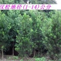羅漢松，優(yōu)質(zhì)羅漢松，地徑1-6公分，歡迎洽談