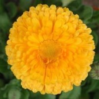 龍爪槐、木瓜、紅葉李、紅葉碧桃