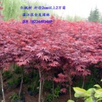 供應(yīng)紅楓、青楓