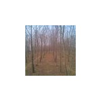 供應(yīng)1-20公分的國槐，刺槐，楊樹，柳樹，香花槐