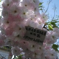 供應(yīng)日本櫻花、速生櫻花、單櫻種子種苗、櫻花砧木、紅葉櫻花
