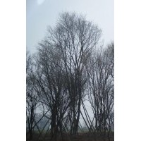 陜西茶條槭，毛葉海棠，大葉女貞，五角楓等苗木