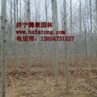 法桐等苗木