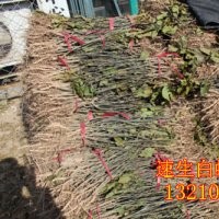 速生白蠟及小苗 3-8cm國槐 1-8cm速生柳