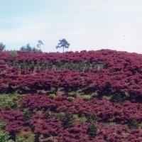 紅楓產(chǎn)地、紅楓價(jià)格、南京滬寧苗木園藝場(chǎng)