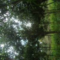 四季桂，福建桂花，泉州桂花，圓葉桂花，桂花小苗