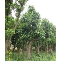優(yōu)惠香泡樹價格盡在冰緣種植園林
