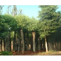 香樟樹介紹 香樟樹基地 苗圃 湖南香樟樹
