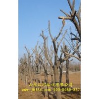 處理一批綠化樹(shù)苗（法桐、白蠟、國(guó)槐）