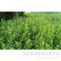 供應(yīng)膠東衛(wèi)矛，膠東衛(wèi)矛價(jià)格，江蘇膠東衛(wèi)矛價(jià)格，膠東衛(wèi)矛基地價(jià)