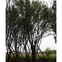 陜西西安蒙古櫟，毛葉海棠