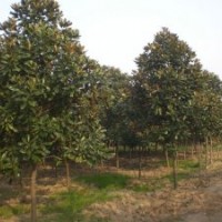 綠化苗木價(jià)格廣玉蘭,紫薇,香樟,大葉黃楊球,龍柏,白皮松