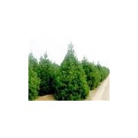 華山松、白皮松，龍柏