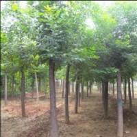 常年供應(yīng)1-50新老法桐 白蠟 等各種綠化苗木