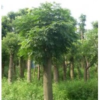 湖南綠化苗木花木欒樹 湖南瀏陽花木苗木 四季紅苗圃苗木欒樹