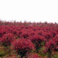 供應供應紅葉石楠