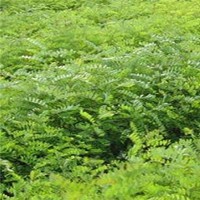 供應(yīng)刺槐苗、白榆苗、杜仲苗、皂角苗等苗木