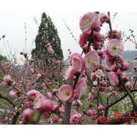 長(zhǎng)期供應(yīng)紅綠梅、月季、蜀檜、迎春、金絲桃、十大功勞等苗木
