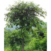 瀘州黃葛樹，黃葛樹基地，黃葛樹用途