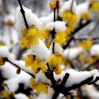 供應(yīng)臘梅、烏桕、枇杷