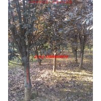 大葉女貞、紅葉李、廣玉蘭、烏桕、三角楓、桂花、樸樹、紫薇