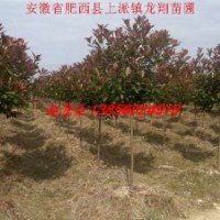 石楠、紅葉李、香樟、大葉女貞、紫薇、桂花、三角楓、樸樹、白玉