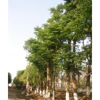 四川欒樹，欒樹苗圃，欒樹點(diǎn)景樹，欒樹大樹