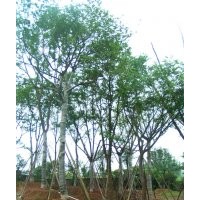 樸樹，樸樹習(xí)性，樸樹圖片，樸樹基地，樸樹種植