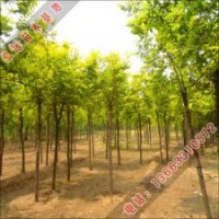 泓遠綠化苗木基地供應(yīng)各種優(yōu)質(zhì)嫁接方式的金葉榆報價
