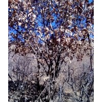 蒙古櫟