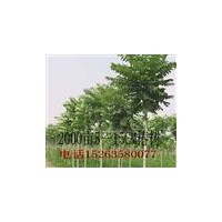 千頭椿樹.毛白楊.１０７.白蠟.柳樹.國槐.法桐.合歡