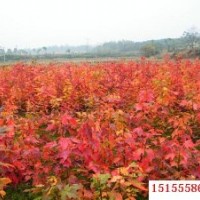 美國紅楓小苗價(jià)低|速生紫薇小苗|