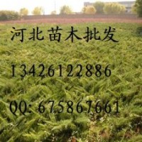 供應(yīng)沙地柏 沙地柏批發(fā) 沙地柏基地 沙地柏哪里便宜 大量出售沙地