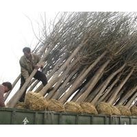 國槐銷售中心專業(yè)供應國槐新生苗木