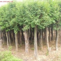 急售5-13公分的大葉女貞和國(guó)槐