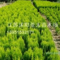 供應小葉女貞，灑金柏，紅瑞木，紅王子錦帶，衛(wèi)矛，黃楊