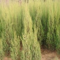 紫薇 大葉女貞 玉蘭 木槿